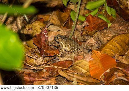 A Tropical Frog On The Floor Of The Rainforest At Night, Taman Negara Rainforest, Malaysia