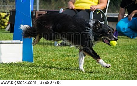 Border Collie On Flyball Championship Prague. Border Collie On Flyball Czech Championship In Prague