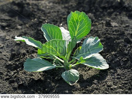 Growing Cabbage In The Garden In The Open Air, White Cabbage Bushes On The Black Ground.