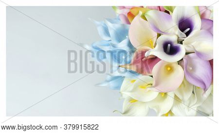 Blue calla lilies on a white background. St. Valentine's Day. Beautiful blue flowers