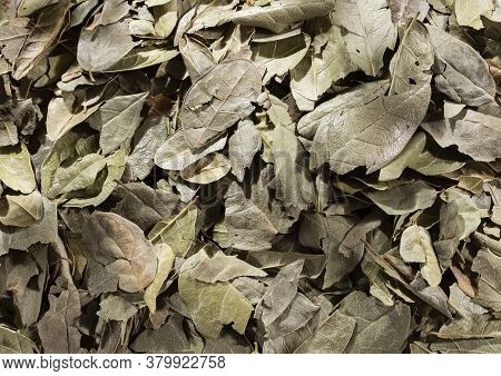Peumus Boldus - Dried And Healing Boldo Leaves