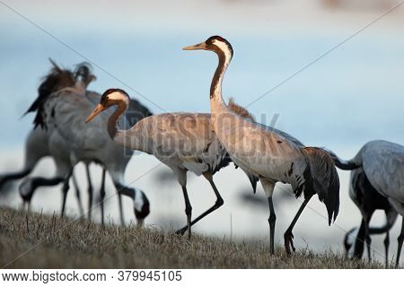 The Common Crane (grus Grus), Also Known As The Eurasian Crane, A Flock Of Cranes At The Lake. A Flo