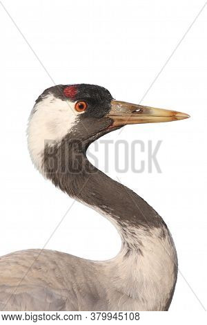 The Common Crane (grus Grus), Also Known As The Eurasian Crane, Isolated Portrait. Portrait Of A Cra
