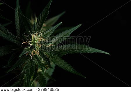 Green Plant Of Marijuana. Legal Cannabis Cultivation. Medical Indica With Cbd. Macro Shot Of Young C