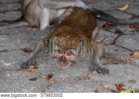 Monkey In The Protected Forest In The Middle Of The City