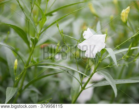 Ruellia Tuberosa Waterkanon, Iron Root Feverroot, Popping Pod Cracker Plant White Flower Blooming In