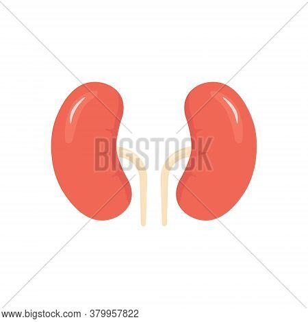 Kidneys Color Icon. People Kidneys Shape In Flat Style Vector Illustration Isolated On White Backgro