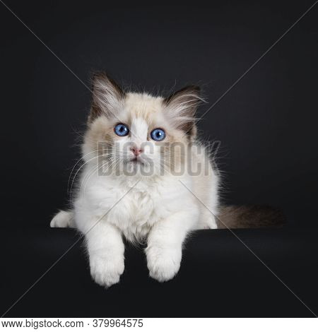 Impressive Seal Bicolor Ragdoll Cat Kitten, Laying Down With Front Paws Hanging Over Edge. Looking A
