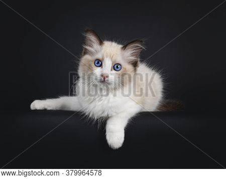 Impressive Seal Bicolor Ragdoll Cat Kitten, Laying Down With Front Paw Hanging Over Edge. Looking At