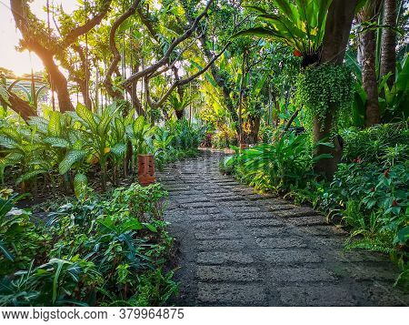 Curve Pattern Of Brown Laterite Walkway In A Tropical Garden, Greenery Fern Epiphyte Plant, Shrub An