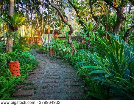 Curve Pattern Of Brown Laterite Walkway In A Tropical Garden, Greenery Fern Epiphyte Plant, Shrub An
