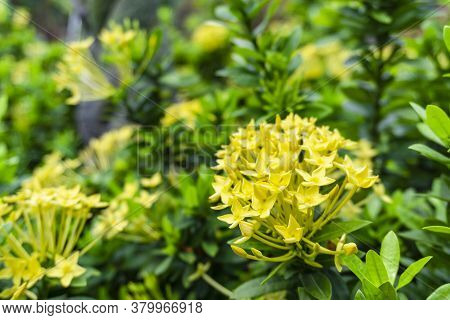 Bunches Beautiful Yellow Petite Petals Ixora Hybrid Know As West Indian Jasmine Or Jungle Flame, Blo