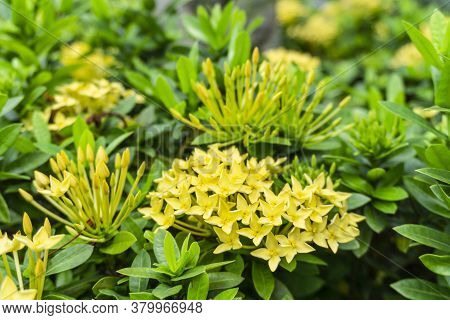 Bunches Beautiful Yellow Petite Petals Ixora Hybrid Know As West Indian Jasmine Or Jungle Flame, Blo