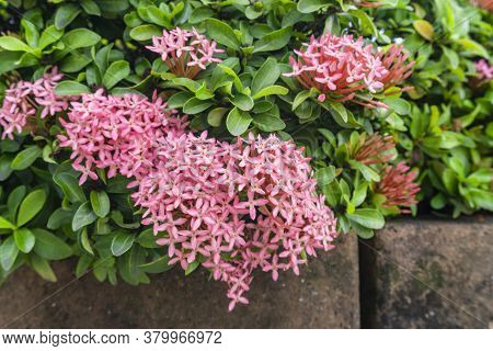 Bunches Of Petite Pink Petals Ixora Hybrid Blossom On Green Leaf, Know As West Indian Jasmine Or Jun
