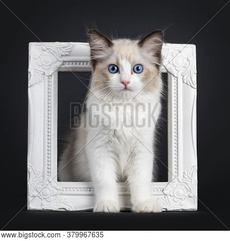 Impressive Seal Bicolor Ragdoll Cat Kitten, Standing Through Photo Frame. Looking At Camera With Mes