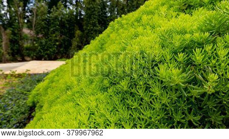 Fresh Greenery Foliage Of Needle-like Leaves Of Sedum Angelina Plant Or Stonecrop Ground Cover Plant