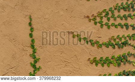 Fresh Young Green Creeper Or Creeping Fig Houseplants Known As Ficus Pumila L. Climbing Up On Brown 