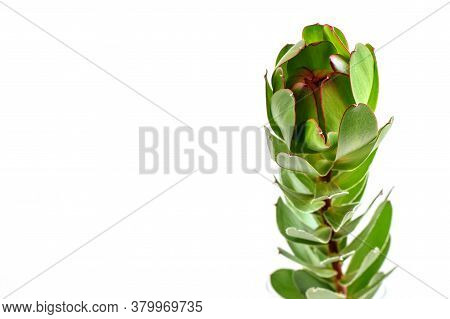 Leucadendron Evergreen Foliage Exotic Flower On The White Background Closeup, Macro Photography. Leu