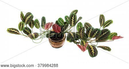 Maranta leuconeura erythroneura on a white background. Tropical leaves