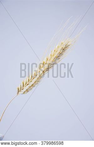 Yellow Ears Of Rye On A White Background. Ripening Prickly Ears Of Rye.