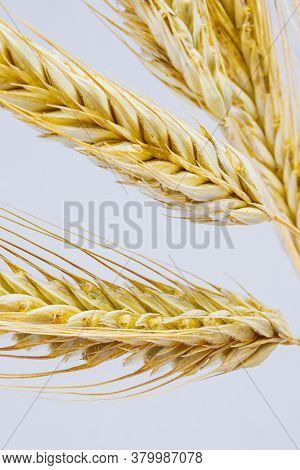 Yellow Ears Of Rye On A White Background. Ripening Prickly Ears Of Rye.
