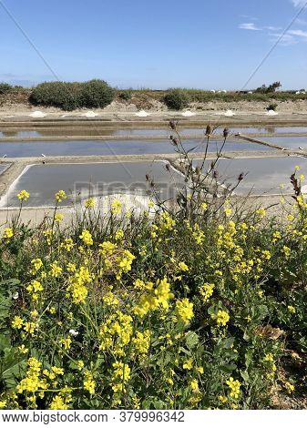 Salt Marshes Near The Town Of Couarde-sur-mer, Ile-de-re