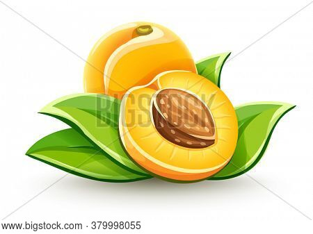 Apricot ripe fruits with ossicle and green leaves, Isolated on white background. 3D illustration.