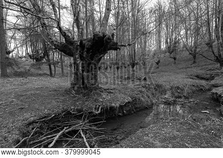Otzarreta Beech Forest. Gorbea Natural Park. Spain.