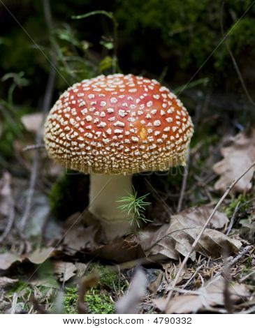 Wanze Agaric