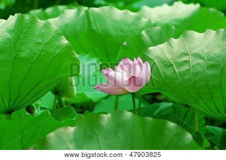 Lotus
