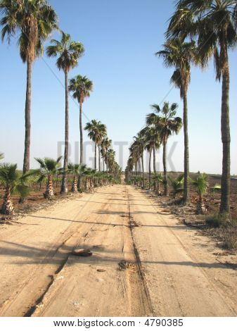 Palm Avenue