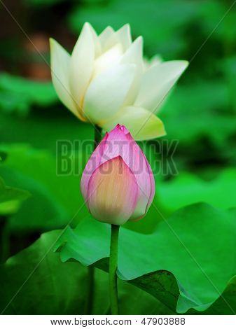 Lotus
