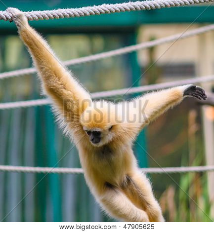 Monkey