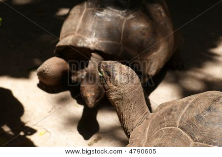 เต่า Aldabra ยักษ์