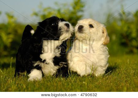 Sort og hvid hvalp hunde