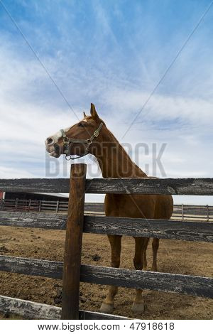 Braunes Pferd