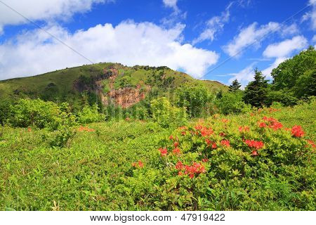 Montagna e Azalea giapponese