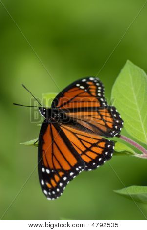 Butterfly20070607173157