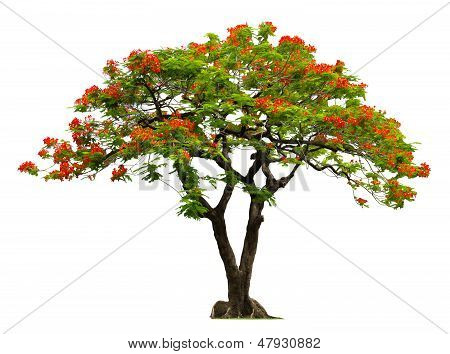 Royal Poinciana træet med rød blomst