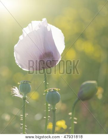 Purple Poppy Flower Portrait In Summer Sunlight
