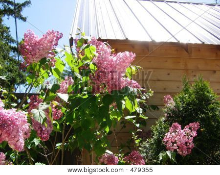 Lilas au soleil