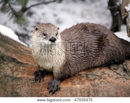Otter