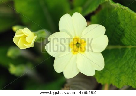 Prvosenka květ a Bud (primula Vulgaris)