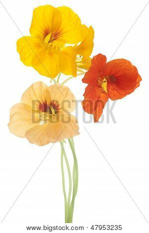 Nasturtium