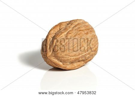Walnut