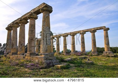 Tavole Palatine af Metaponto. Basilicata. Det sydlige Italien.