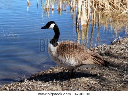 Another Goose