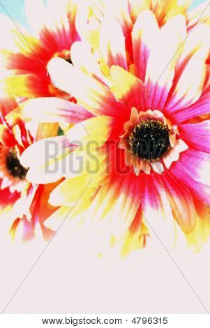 Colorful Flower