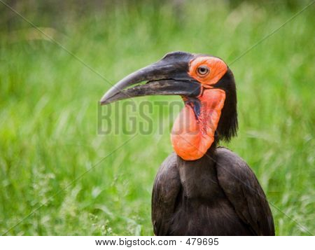 Bucorvus africana