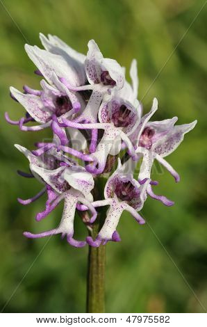 Abe Orchid